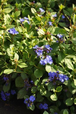 Hardy blue-flowered leadwort Ceratostigma plumbaginoides 5-10 pot P9