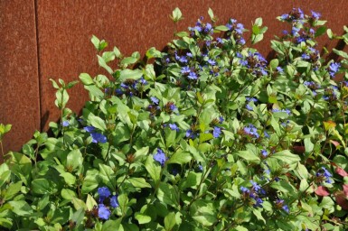Hardy blue-flowered leadwort Ceratostigma plumbaginoides 5-10 pot P9