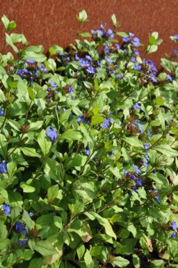 Hardy blue-flowered leadwort Ceratostigma plumbaginoides 5-10 pot P9