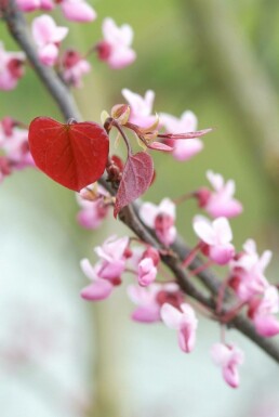 Eastern redbud Cercis canadensis 'Forest Pansy' shrub 40-60 pot C5