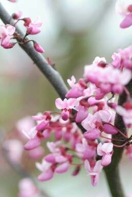Eastern redbud Cercis canadensis 'Forest Pansy' shrub 40-60 pot C5