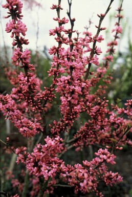 Chinese redbud Cercis chinensis 'Avondale' shrub 20-30 pot C2