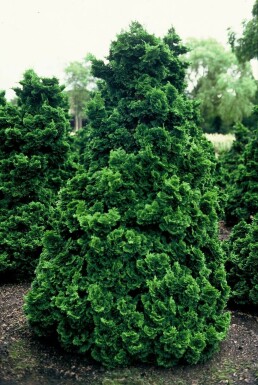 Hinoki cypress Chamaecyparis obtusa 'Nana Gracilis' shrub 15-20 pot C2