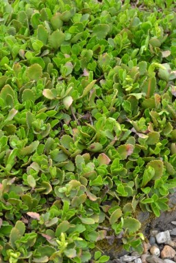 Chiastophyllum Chiastophyllum oppositifolium 5-10 pot P9 Chiastophyllum oppositifolium