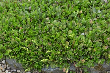 Chiastophyllum Chiastophyllum oppositifolium 5-10 pot P9