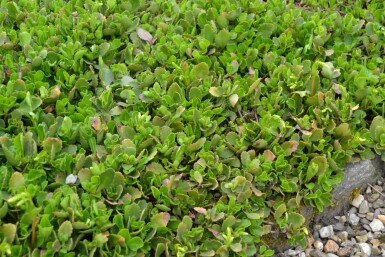 Chiastophyllum Chiastophyllum oppositifolium 5-10 pot P9