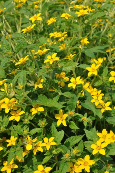 Chrysogonum Chrysogonum virginianum 5-10 pot P9 Chrysogonum virginianum