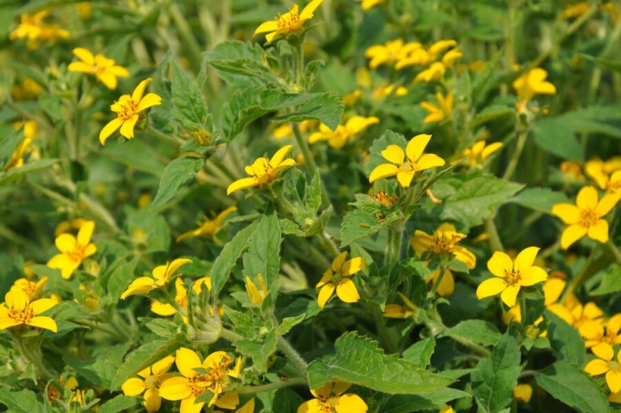 Chrysogonum Chrysogonum virginianum 5-10 pot P9 Chrysogonum virginianum