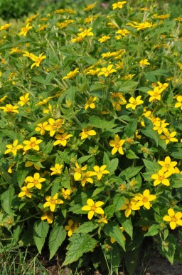 Chrysogonum Chrysogonum virginianum 5-10 pot P9 Chrysogonum virginianum