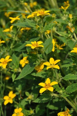 Chrysogonum Chrysogonum virginianum 5-10 pot P9 Chrysogonum virginianum