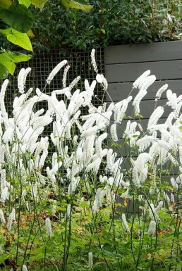 Autumn bugbane Cimicifuga simplex 'White Pearl' 5-10 pot P9