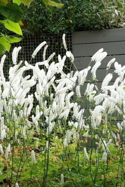 Autumn bugbane Cimicifuga simplex 'White Pearl' 5-10 pot P9 Cimicifuga simplex 'White Pearl'