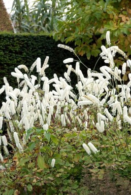 Autumn bugbane Cimicifuga simplex 'White Pearl' 5-10 pot P9