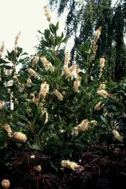 Summer sweet Clethra alnifolia 'Pink Spire' shrub 30-40 pot C3