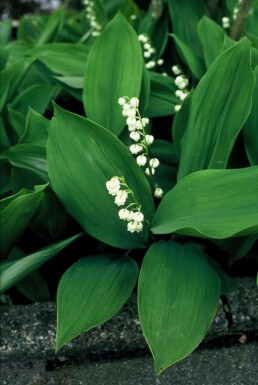 Lily of the valley Convallaria majalis 5-10 pot P9