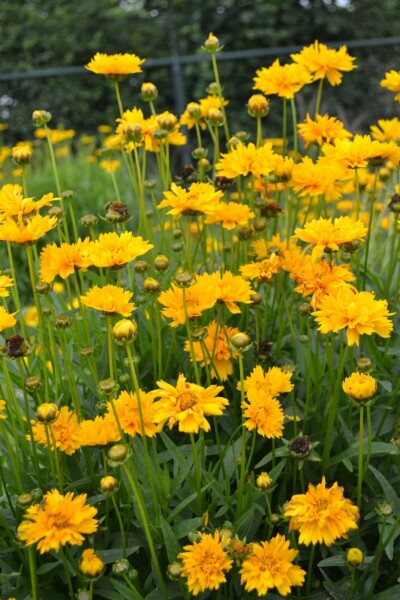 Tickseed Coreopsis grandiflora 'Early Sunrise' 5-10 pot P9 Coreopsis grandiflora 'Early Sunrise'