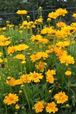 Tickseed Coreopsis grandiflora 'Early Sunrise' 5-10 pot P9