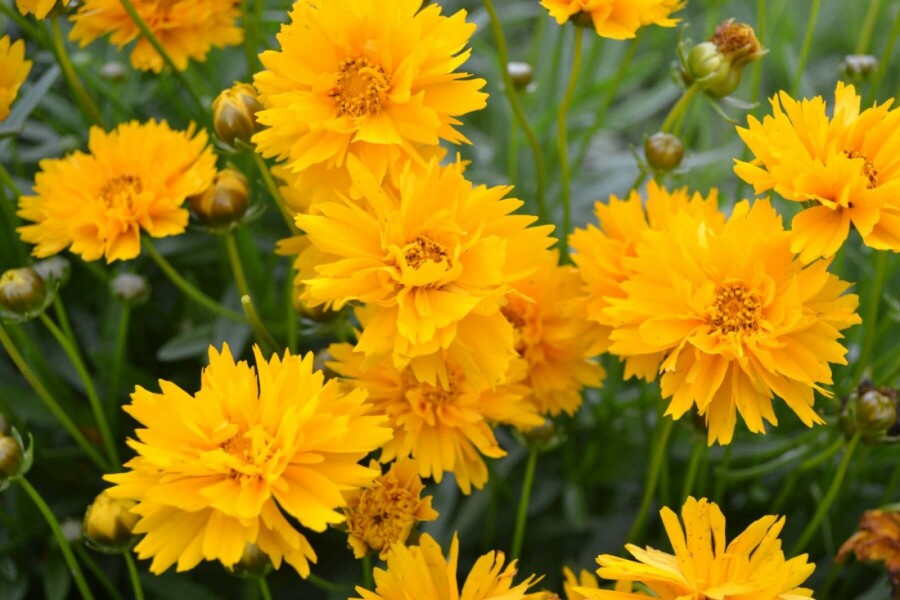 Tickseed Coreopsis grandiflora 'Early Sunrise' 5-10 pot P9 Coreopsis grandiflora 'Early Sunrise'