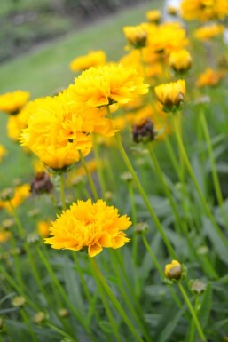 Tickseed Coreopsis grandiflora 'Early Sunrise' 5-10 pot P9