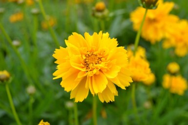 Tickseed Coreopsis grandiflora 'Early Sunrise' 5-10 pot P9 Coreopsis grandiflora 'Early Sunrise'