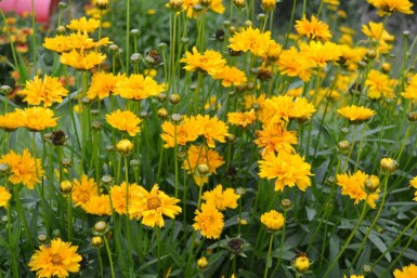 Tickseed Coreopsis grandiflora 'Early Sunrise' 5-10 pot P9 Coreopsis grandiflora 'Early Sunrise'