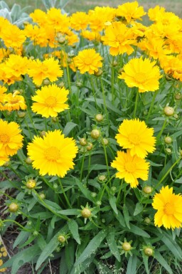 Tickseed Coreopsis grandiflora 'Sunray' 5-10 pot P9 Coreopsis grandiflora 'Sunray'
