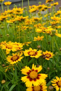 Lance-leaved tickseed Coreopsis lanceolata 'Baby Gold' 5-10 pot P9 Coreopsis lanceolata 'Baby Gold'