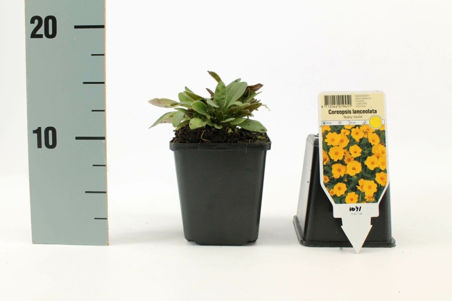 Lance-leaved tickseed Coreopsis lanceolata 'Baby Gold' 5-10 pot P9 Coreopsis lanceolata 'Baby Gold'
