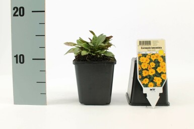 Lance-leaved tickseed Coreopsis lanceolata 'Baby Gold' 5-10 pot P9 Coreopsis lanceolata 'Baby Gold'