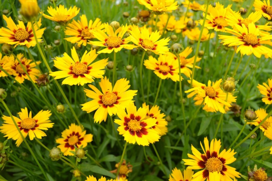 Lance-leaved tickseed Coreopsis lanceolata 'Baby Gold' 5-10 pot P9 Coreopsis lanceolata 'Baby Gold'