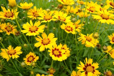 Lance-leaved tickseed Coreopsis lanceolata 'Baby Gold' 5-10 pot P9 Coreopsis lanceolata 'Baby Gold'