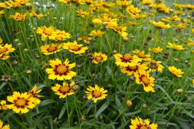 Lance-leaved tickseed Coreopsis lanceolata 'Baby Gold' 5-10 pot P9 Coreopsis lanceolata 'Baby Gold'