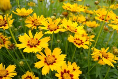 Lance-leaved tickseed Coreopsis lanceolata 'Baby Gold' 5-10 pot P9 Coreopsis lanceolata 'Baby Gold'