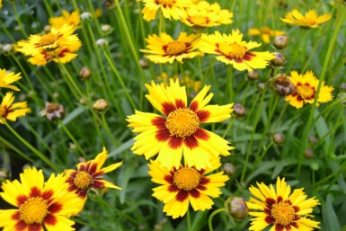 Lance-leaved tickseed Coreopsis lanceolata 'Baby Gold' 5-10 pot P9 Coreopsis lanceolata 'Baby Gold'