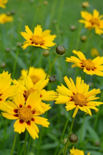 Tickseed Coreopsis lanceolata 'Sterntaler' 5-10 pot P9 Coreopsis lanceolata 'Sterntaler'