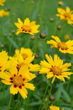 Tickseed Coreopsis lanceolata 'Sterntaler' 5-10 pot P9 Coreopsis lanceolata 'Sterntaler'