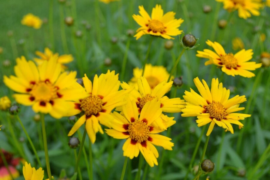 Tickseed Coreopsis lanceolata 'Sterntaler' 5-10 pot P9 Coreopsis lanceolata 'Sterntaler'
