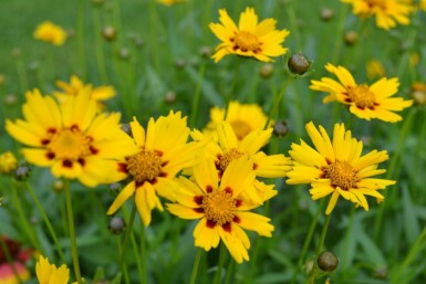 Tickseed Coreopsis lanceolata 'Sterntaler' 5-10 pot P9 Coreopsis lanceolata 'Sterntaler'