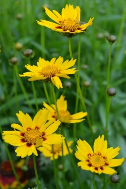 Tickseed Coreopsis lanceolata 'Sterntaler' 5-10 pot P9 Coreopsis lanceolata 'Sterntaler'