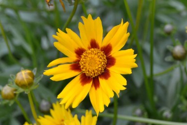 Tickseed Coreopsis lanceolata 'Sterntaler' 5-10 pot P9 Coreopsis lanceolata 'Sterntaler'