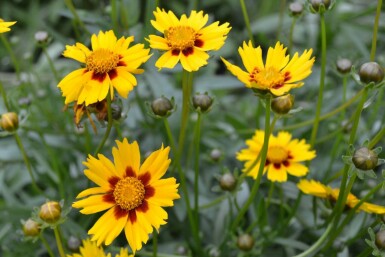 Tickseed Coreopsis lanceolata 'Sterntaler' 5-10 pot P9 Coreopsis lanceolata 'Sterntaler'