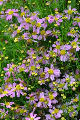 Pink tickseed Coreopsis rosea 'American Dream' 5-10 pot P9