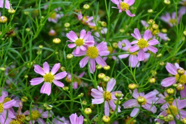 Pink tickseed Coreopsis rosea 'American Dream' 5-10 pot P9 Coreopsis rosea 'American Dream'
