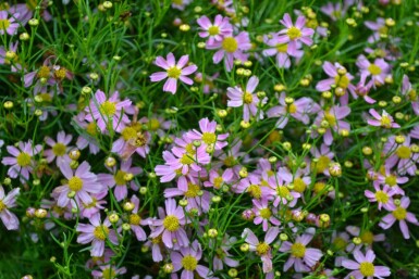 Pink tickseed Coreopsis rosea 'American Dream' 5-10 pot P9 Coreopsis rosea 'American Dream'