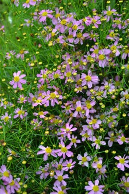 Pink tickseed Coreopsis rosea 'American Dream' 5-10 pot P9 Coreopsis rosea 'American Dream'