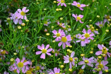 Pink tickseed Coreopsis rosea 'American Dream' 5-10 pot P9 Coreopsis rosea 'American Dream'