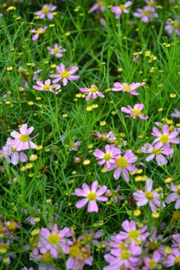 Pink tickseed Coreopsis rosea 'American Dream' 5-10 pot P9 Coreopsis rosea 'American Dream'