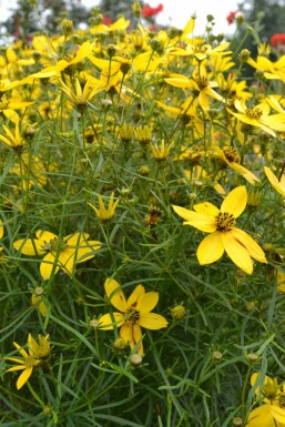 Whorled tickseed Coreopsis verticillata 5-10 pot P9