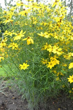 Whorled tickseed Coreopsis verticillata 5-10 pot P9 Coreopsis verticillata