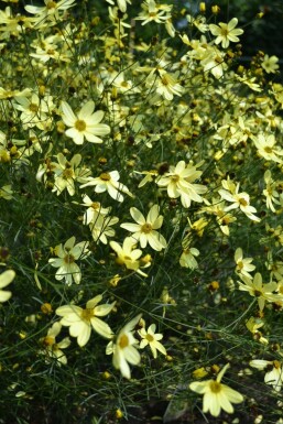 Tickseed Coreopsis verticillata 'Moonbeam' 5-10 pot P9